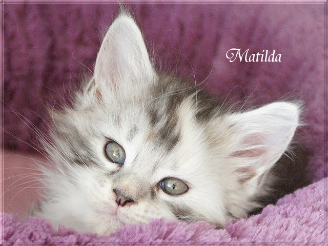 Matilda 19-02-16